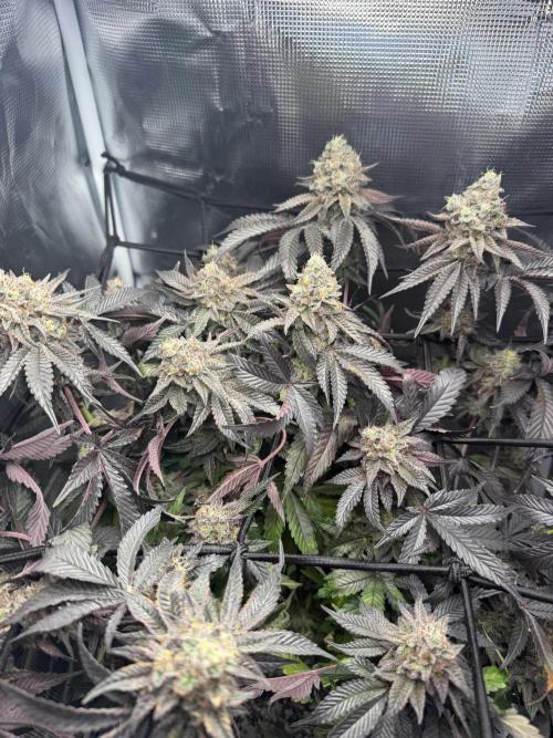 Alien OG. Week 13