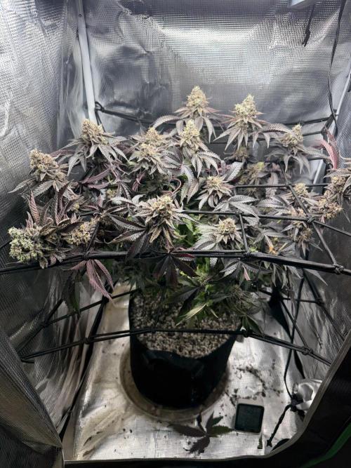 Alien OG. Week 13