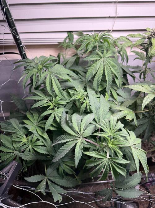 Gary Sherbet. Week 8