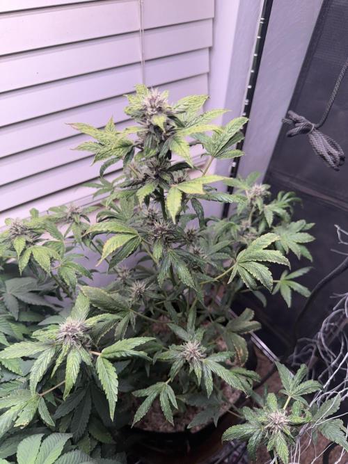 Purple Lemonade Auto RF3. Week 6