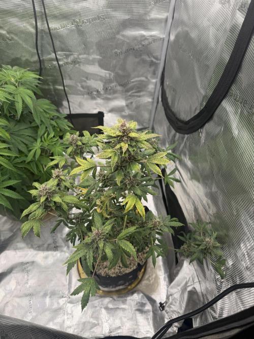 Purple Lemonade Auto RF3. Week 7