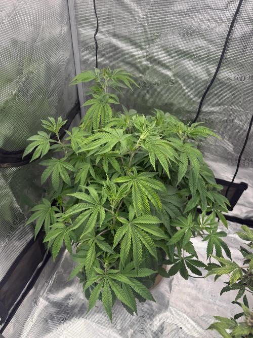 Gary Sherbet. Week 9