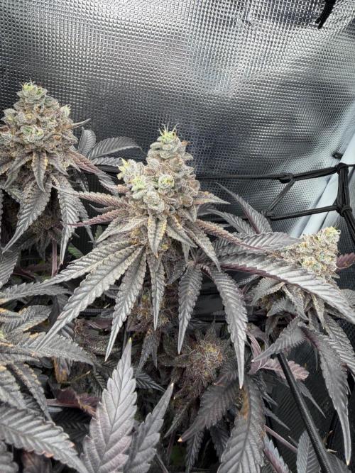 Alien OG. Week 14