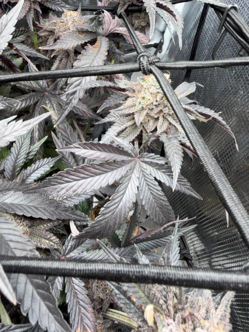 Alien OG. Week 14