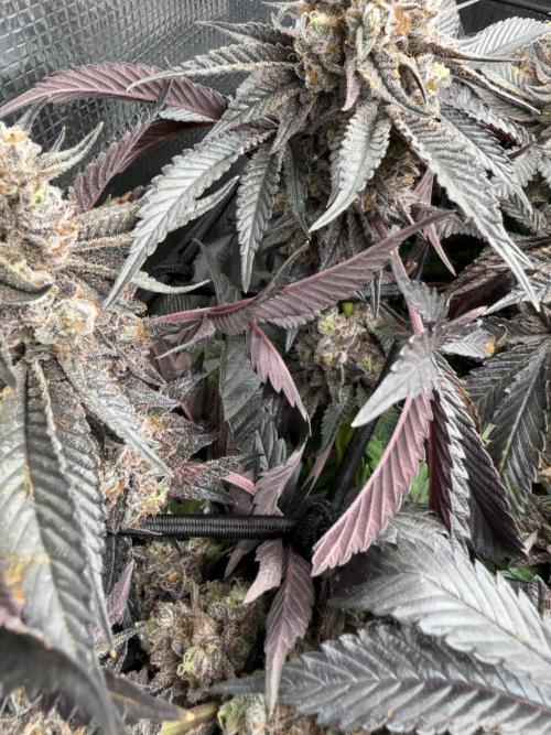 Alien OG. Week 14