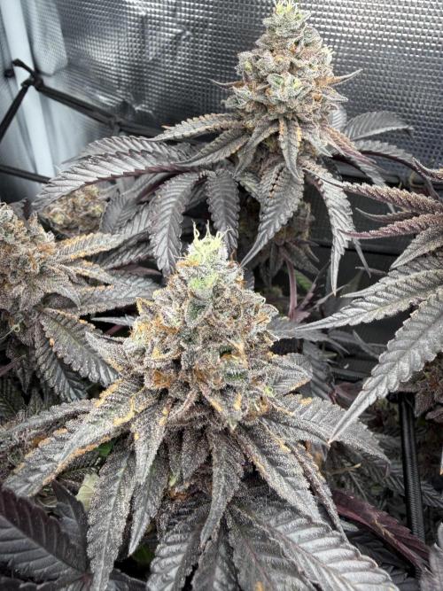 Alien OG. Week 14