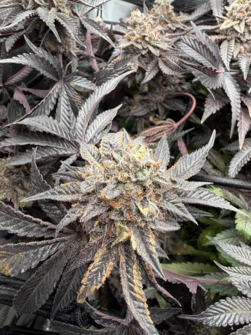 Alien OG. Week 14