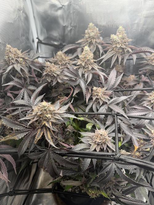 Alien OG. Week 14