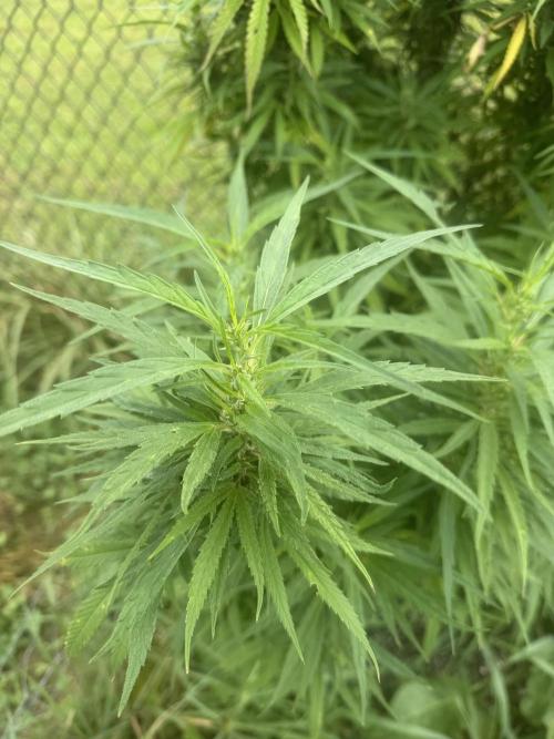 Critical Mass Outdoors. Week 24