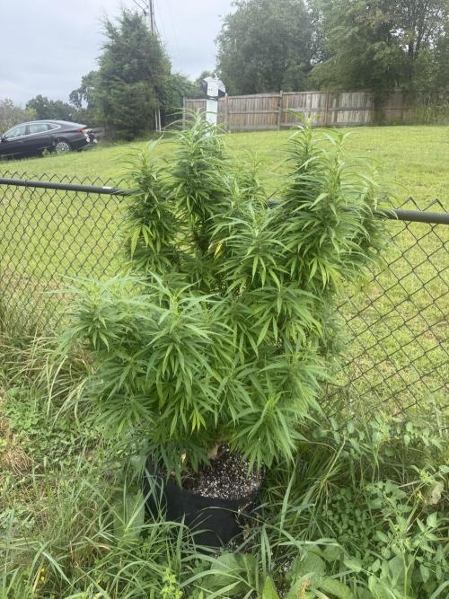 Critical Mass Outdoors. Week 24