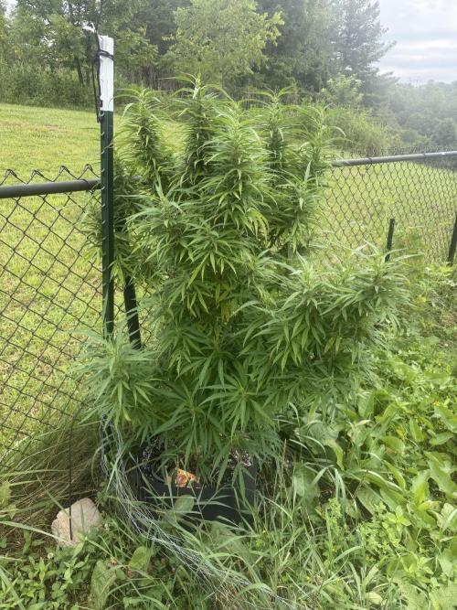 Critical Mass Outdoors. Week 24