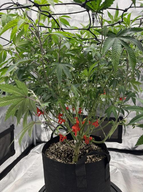 Gary sherbet. Week 11