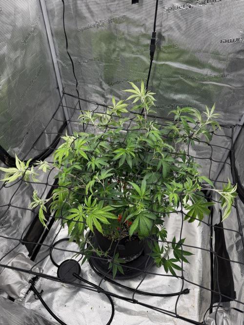 Gary sherbet. Week 11
