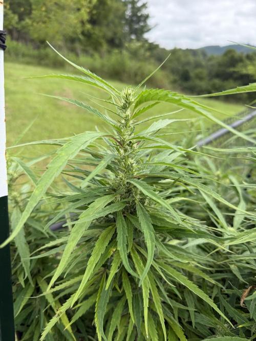Critical Mass Outdoors. Week 26