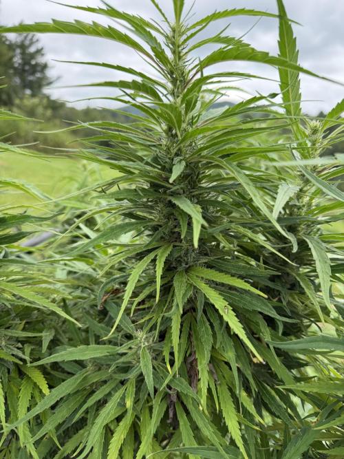Critical Mass Outdoors. Week 26