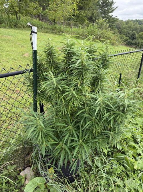 Critical Mass Outdoors. Week 26