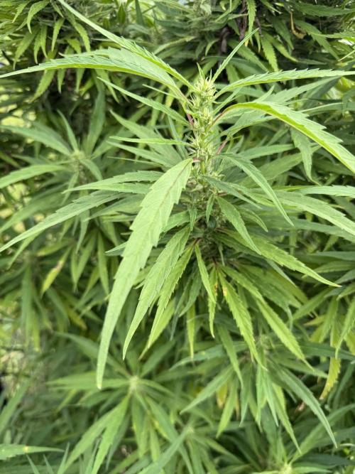Critical Mass Outdoors. Week 26
