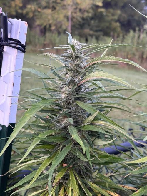 Critical Mass Outdoors. Week 27