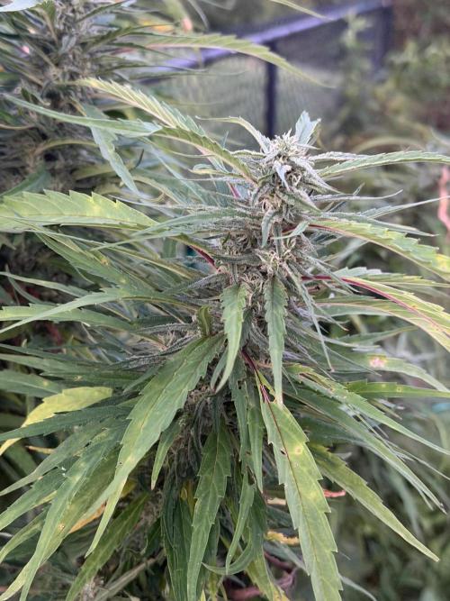 Critical Mass Outdoors. Week 27