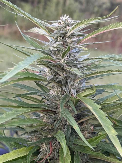 Critical Mass Outdoors. Week 27