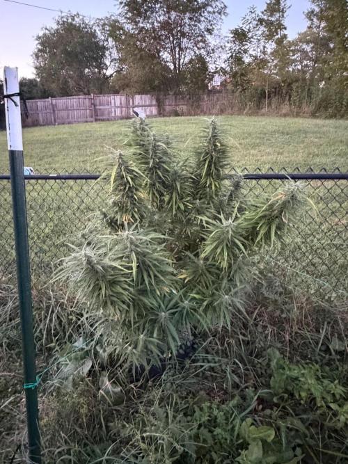 Critical Mass Outdoors. Week 27