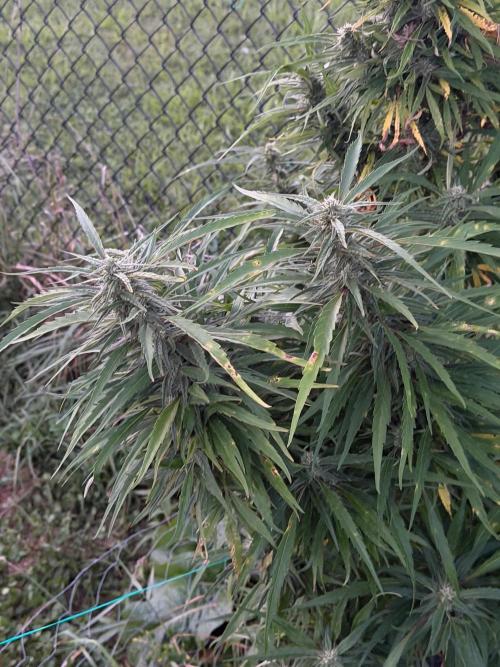 Critical Mass Outdoors. Week 27