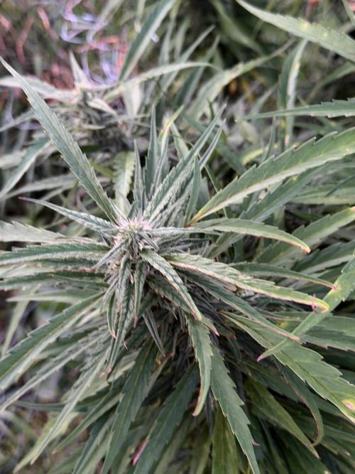 Critical Mass Outdoors. Week 27