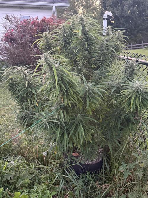 Critical Mass Outdoors. Week 27