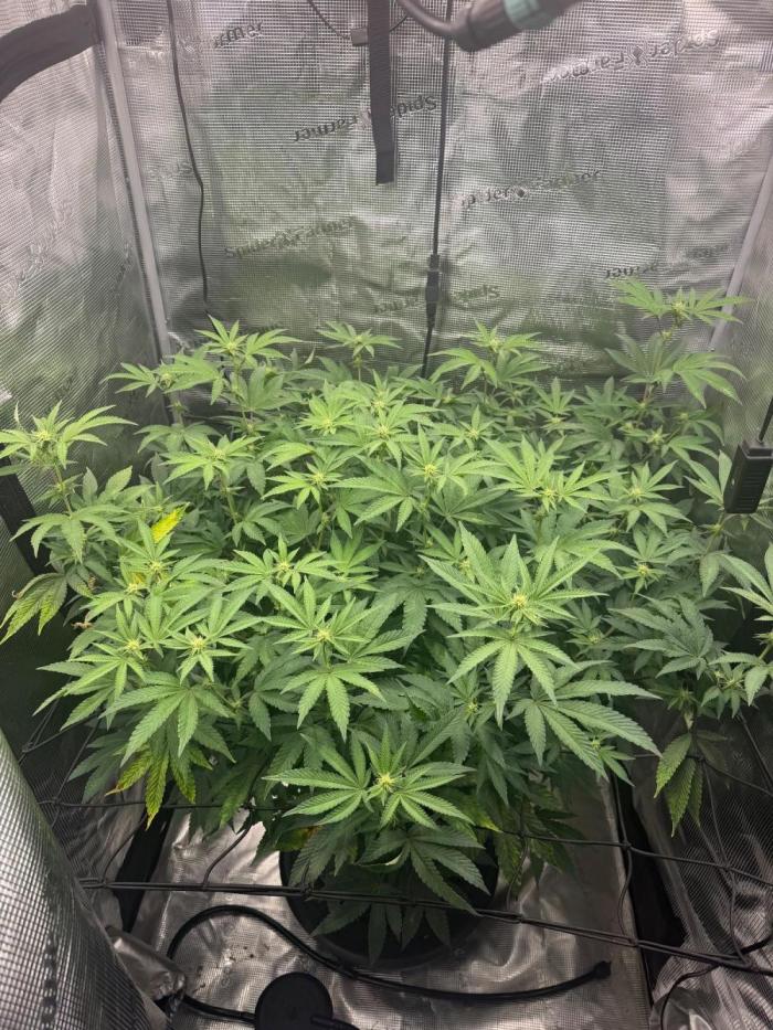 Gary sherbet. Week 12