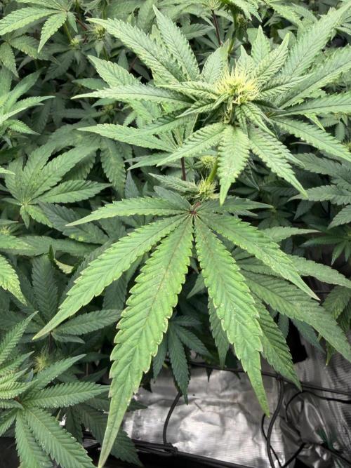 Gary sherbet. Week 13