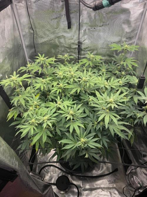 Gary sherbet. Week 13