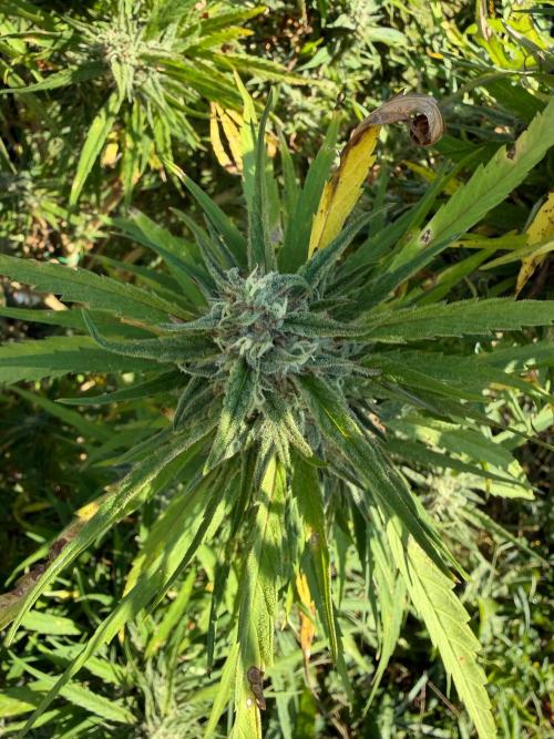 Critical Mass Outdoors. Week 29