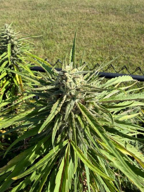Critical Mass Outdoors. Week 29
