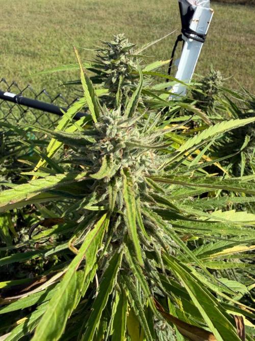 Critical Mass Outdoors. Week 29