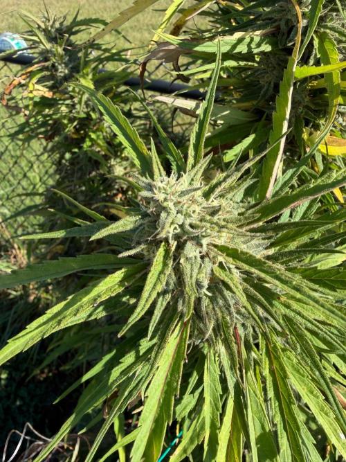 Critical Mass Outdoors. Week 29