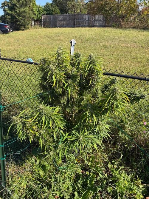 Critical Mass Outdoors. Week 29