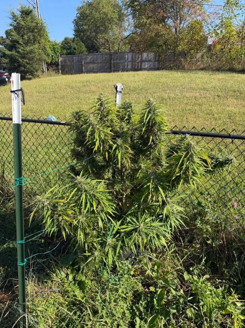 Critical Mass Outdoors. Week 29