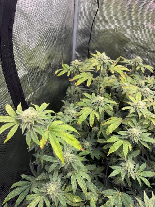 Gary sherbet. Week 15