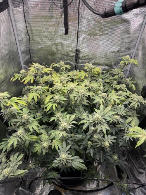 Gary sherbet. Week 15