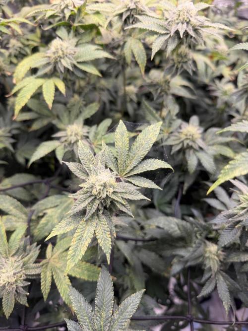 Gary sherbet. Week 15