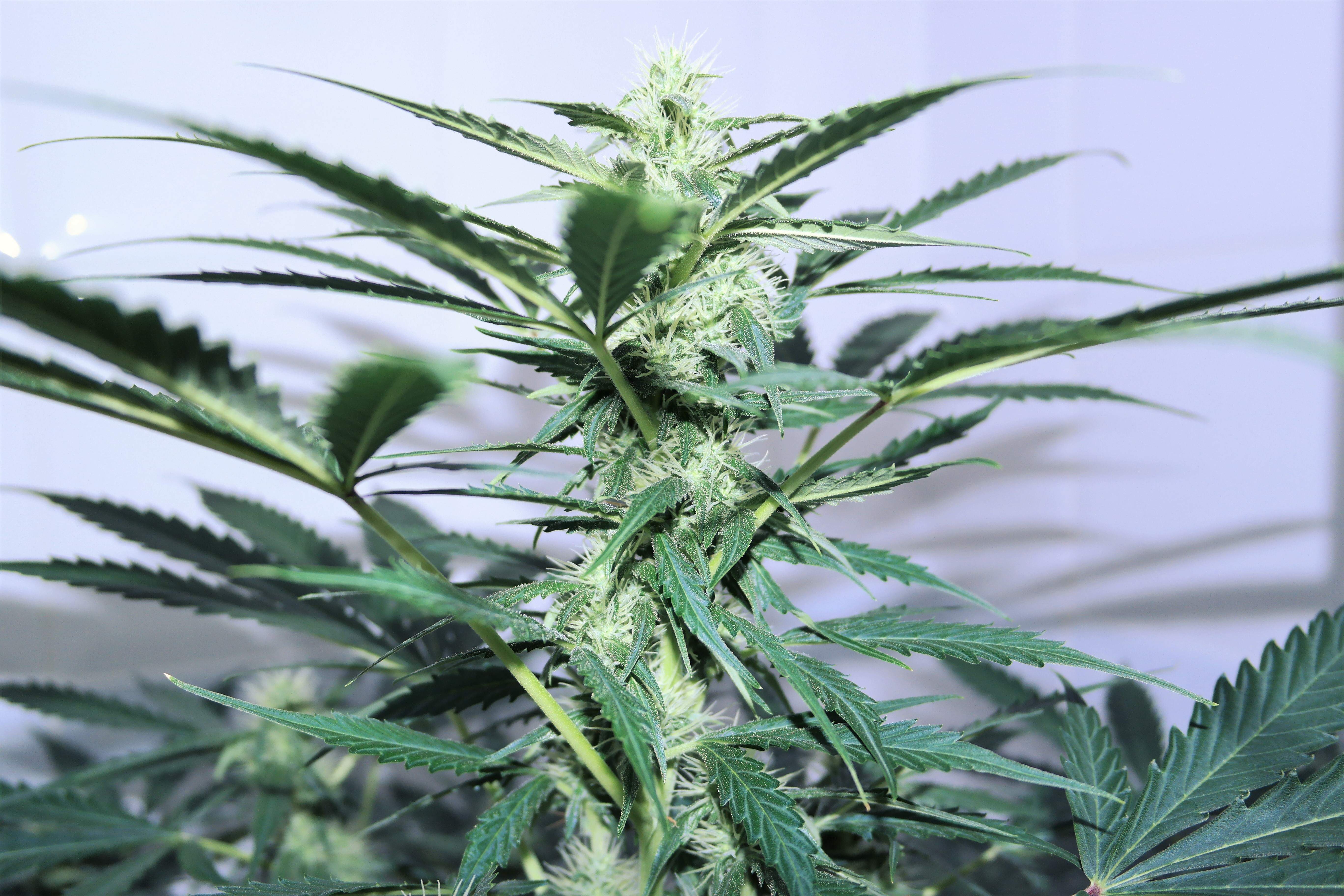 Auto Seeds Candy Kush Automatic grow journal week8 by DankyMoon