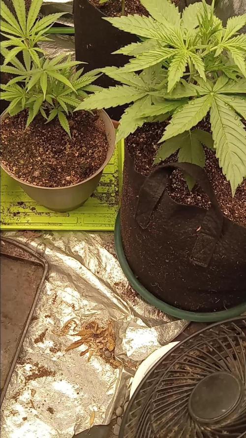 Blue dream a