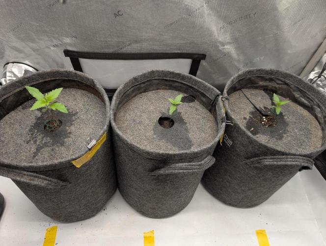 42FastBuds-Guave-Auto. Week 0