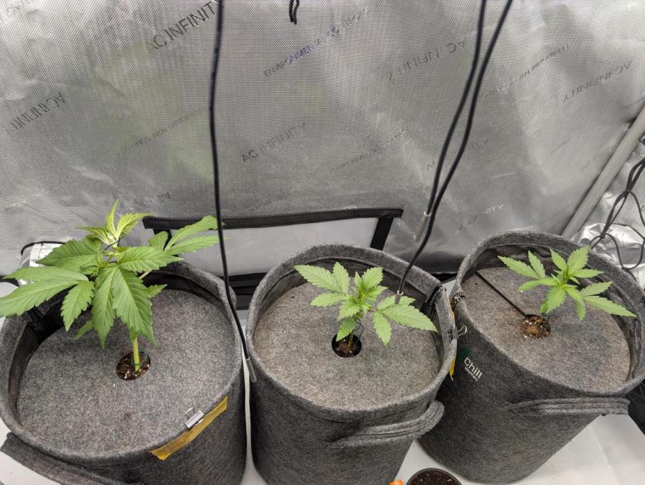 42FastBuds-Guave-Auto. Week 2 - Canna Professional links geformt mit Abstand am besten. Anderen beiden gleich