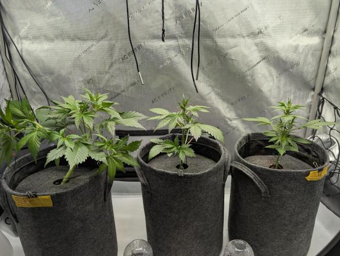 42FastBuds-Guave-Auto. Week 3