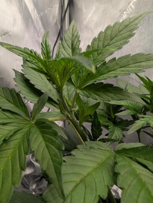 42FastBuds-Guave-Auto. Week 3 - Erste Härchen. Blüte Inc.