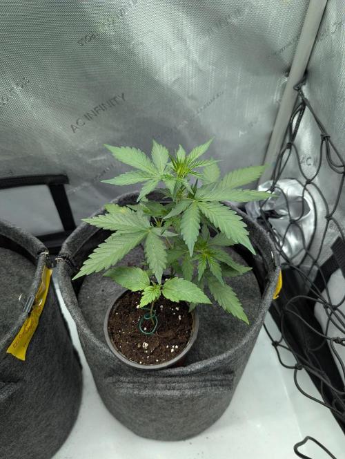 42FastBuds-Guave-Auto. Week 3 - Rechts.. unterirdisch 