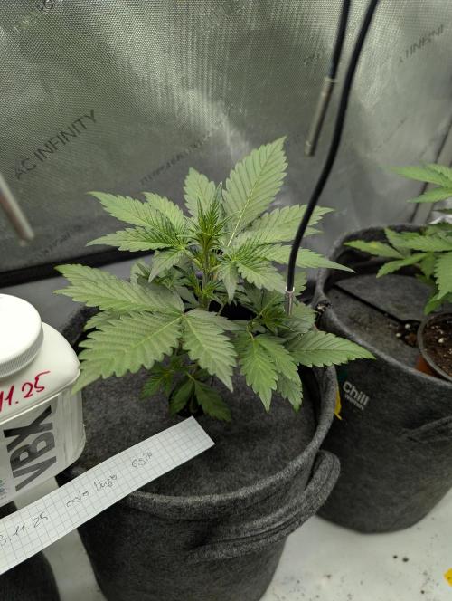 42FastBuds-Guave-Auto. Week 3 - Mitte..nicht gut. Klein und kompakt 