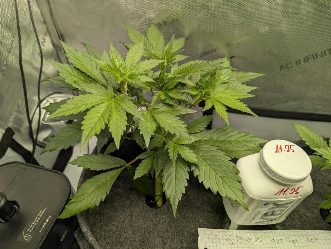 42FastBuds-Guave-Auto. Week 3 - Links performt so viel besser.