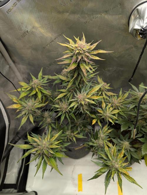 42FastBuds-Guave-Auto. Week 10 - Links 